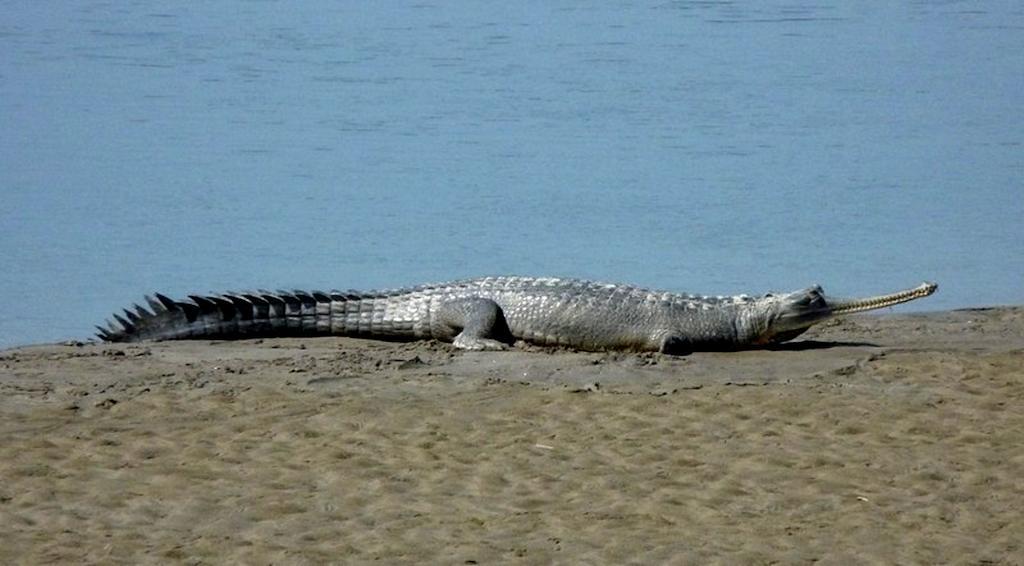 Chitwan Safari Camp & Lodge 索拉哈 外观 照片