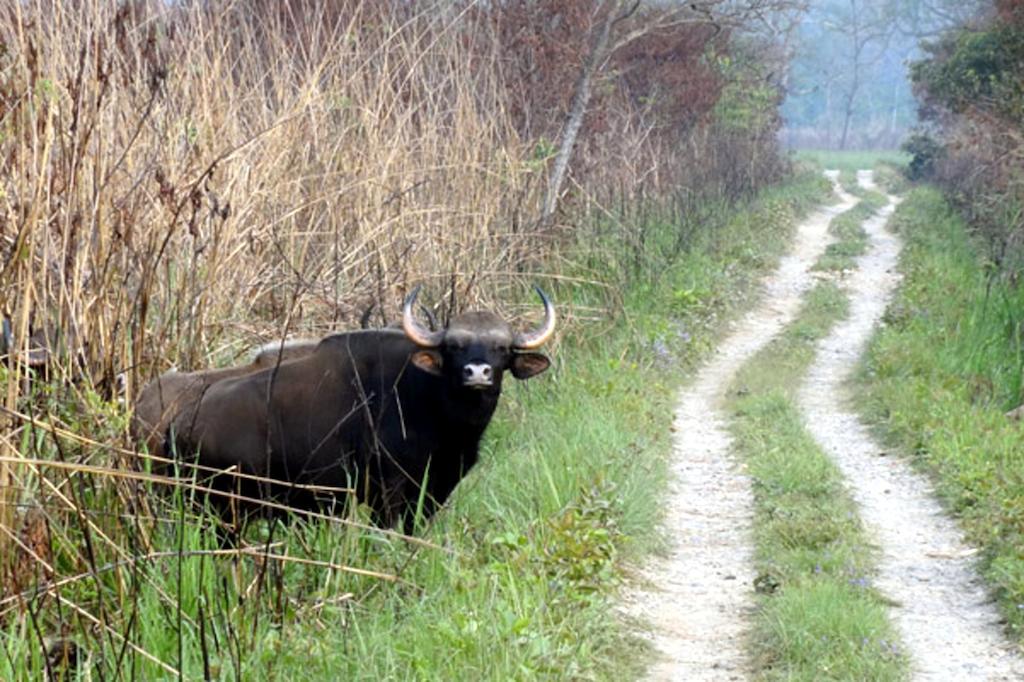 Chitwan Safari Camp & Lodge 索拉哈 外观 照片