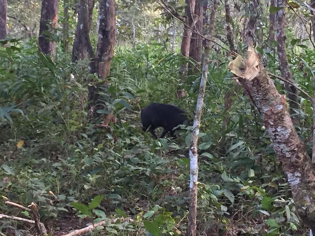 Chitwan Safari Camp & Lodge 索拉哈 外观 照片