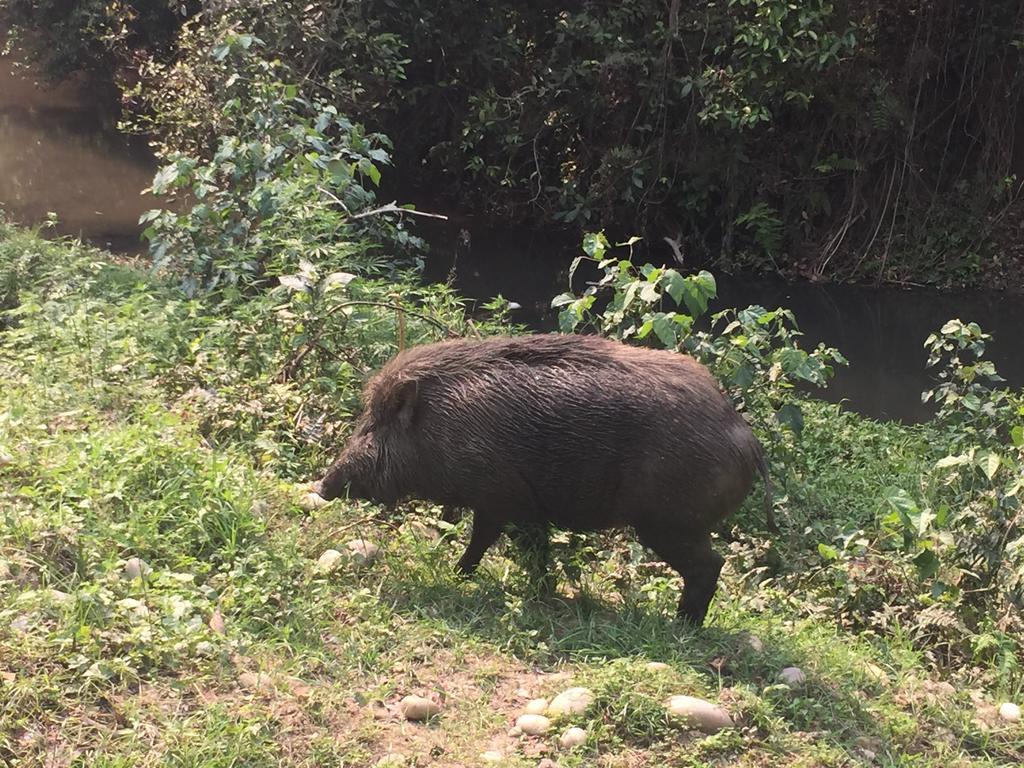 Chitwan Safari Camp & Lodge 索拉哈 外观 照片