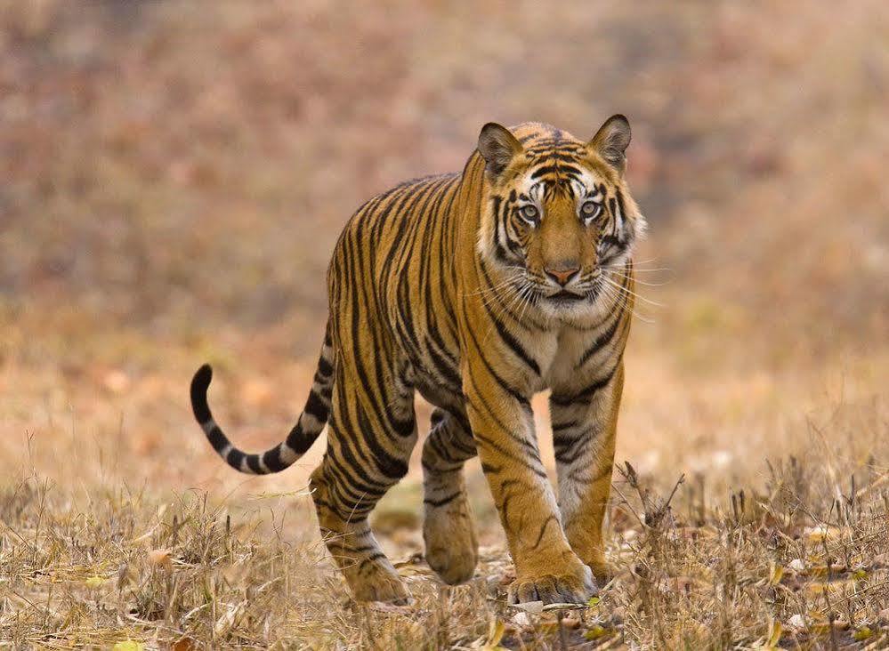 Chitwan Safari Camp & Lodge 索拉哈 外观 照片