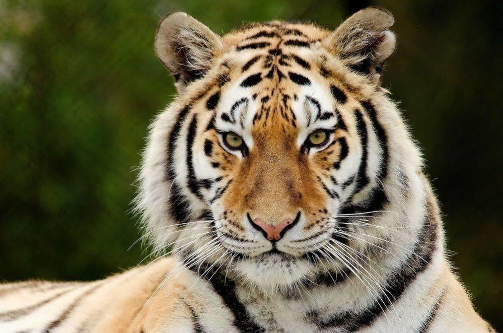 Chitwan Safari Camp & Lodge 索拉哈 外观 照片